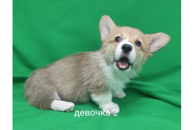 Вельш корги девочка