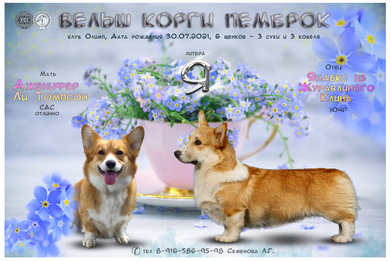 Вельш корги девочка
